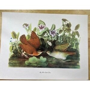 Audubon Birds of America Key West Quail Dove Original Print Vtg 1950 Peterson